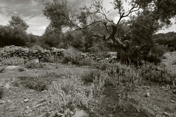 idyllic olive grove in Greece - idyllischer Olivenhain in Griechenland - obrazy, fototapety, plakaty