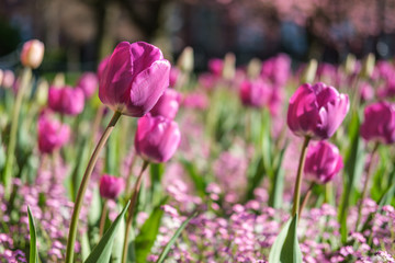 Tulips, Queen's University, Belfast, Northern Ireland, UK