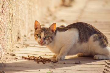 Stray cat eating food on the street. Pet protection concept