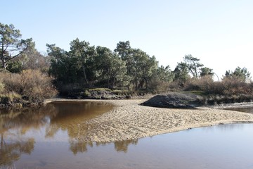 paysage bord du bassin d' arcachon - ballade de Lanton - six