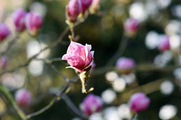 Obraz premium Beautiful pink magnolia tree blooming in the spring, Czech republic. Europe.