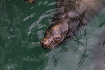 Obraz premium Morro Bay State Park, California.