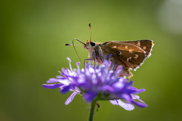 Moth butterfly on a spring flower collecting pollen and nectar