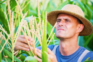 Young farmer holding an ear of corn, looking at camera, thumb up.Shallow doff, copy space