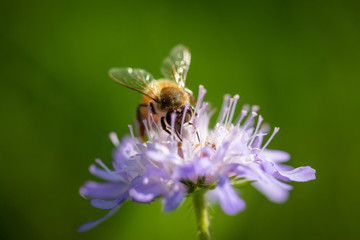 Bee on a spring flower collecting pollen and nectar