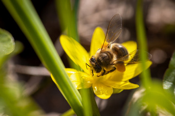 Bee on a spring flower collecting pollen and nectar