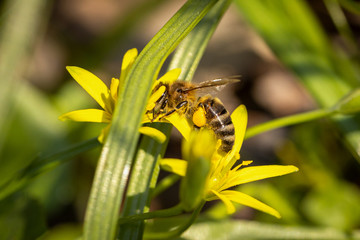 Bee on a spring flower collecting pollen and nectar