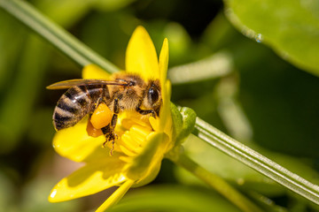 Bee on a spring flower collecting pollen and nectar