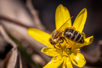 Bee on a spring flower collecting pollen and nectar