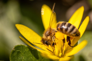 Bee on a spring flower collecting pollen and nectar