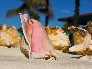 Obraz na płótnie Canvas Big seashells. Seashells on a Caribbean island.