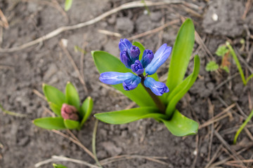Blue hyacinth flower closeup, blooms in the spring garden.