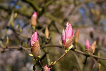 Beautiful pink magnolia tree blooming in the spring, Czech republic. Europe.