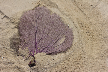Coral leaf in the sand.