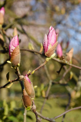 Beautiful pink magnolia tree blooming in the spring, Czech republic. Europe.