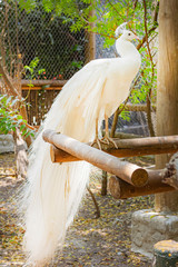 White peacock in a cage. Beautiful white bird. © rubchikova