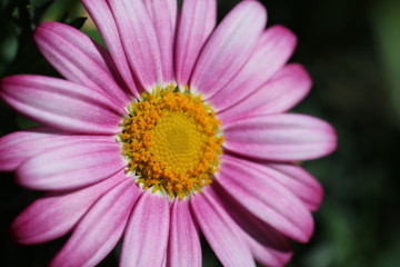 Fototapeta premium Margerite