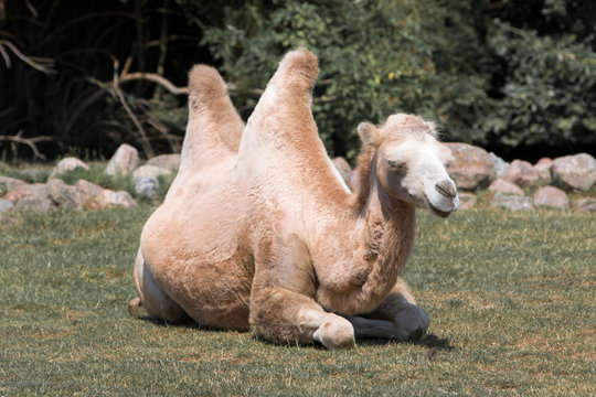 Trampeltier Zweih&ouml;ckriges Baktrisches Kamel (Camelus ferus)