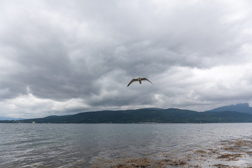 Seagull in cloudy sky. Seagull flying in cloudy sky. Seagull flying over fjord