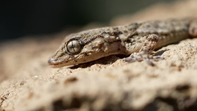 Moorish European Common Wall Gecko Young. Tarentola mauritanica is a species of gecko (Gekkota) native to the Mediterranean area