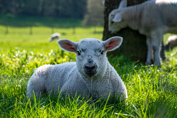 Naklejka na ściany i meble Newborn lambs laying on grass in the shade, hiding from the hot April sunshine
