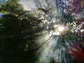 Humo en mi jardín