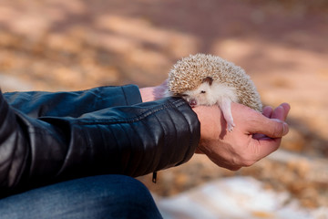 Cute African hedgehog - a decorative pet for a walk in the park
