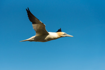 Flying Gannet birds , fous de bassan