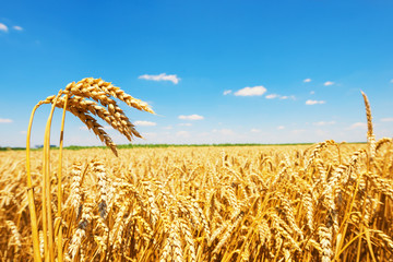 Golden wheat field with blue sky in background,Copy space