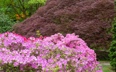 Pink blossoming rhododendron in Japanese garden In germany