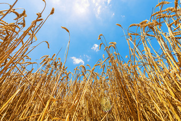 wheat field against sky