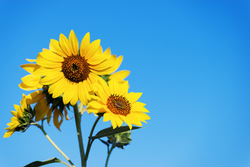 sunflower on blue sky background