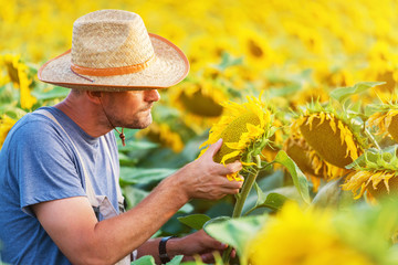 Satisfied farmer in a sunflowers field looking at sunflower seeds . Copy space, lens flare, sunset light