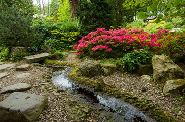 Amazing flowers of pink and yellow  rhododendrons and lantern   in Leverkusen