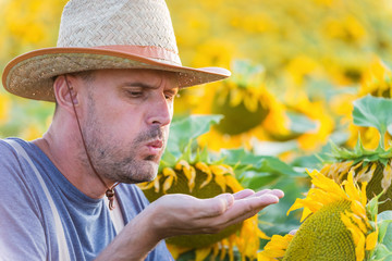 Satisfied farmer in a sunflowers field blowing at sunflower seeds . Copy space, lens flare, sunset light