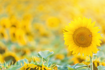 Beautiful sunflowers at field. Sunset light and lens flare. Shallow doff.