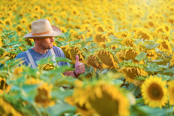 Satisfied farmer in a sunflowers field looking at sunflower seeds . Copy space, lens flare, sunset light