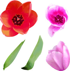 red tulips on white background