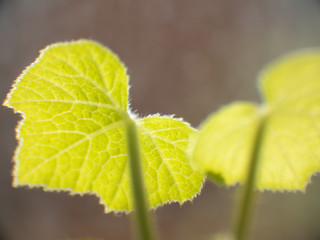 Leaves of a flowering pumpkin grown on the windowsill. macro photo