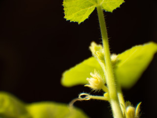 Leaves of a flowering pumpkin grown on the windowsill. macro photo