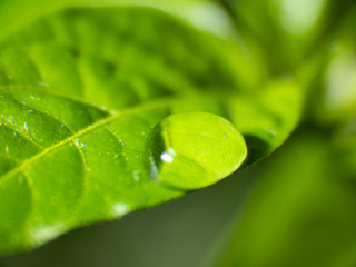 Beautiful leaf texture in nature. Natural background. Large beautiful drops of transparent rain water on a green leaf macro. Drops of dew in the morning glow in the sun.