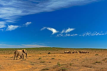 Landscape with bull elephant walking towards herd