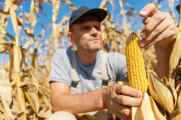farmer holding corn
