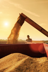 Soybeans harvesting with combine on soybean field, farmer in the background.Sunset light, lens flare