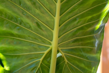 giant taro elephant ear taro leaf