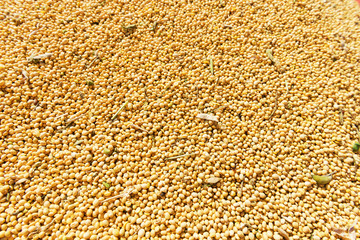 Close up soybeans, texture, copy space