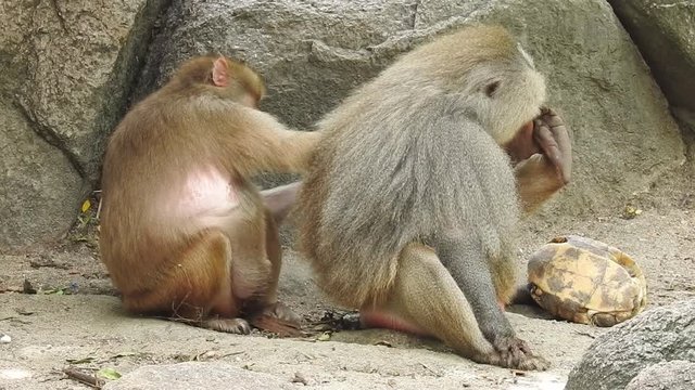 Grey Monkeys eat leaves and fruit skin on the edge of the forest. Family monkey, Wild monkey family at sacred monkey forest. Adorable face of baby asian monkey looking at camera. Common squirrel monke