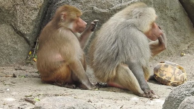 Grey Monkeys eat leaves and fruit skin on the edge of the forest. Family monkey, Wild monkey family at sacred monkey forest. Adorable face of baby asian monkey looking at camera. Common squirrel monke