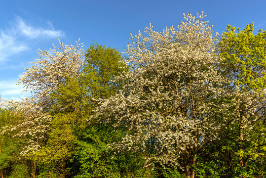 Fr&uuml;hlingszeit im Volkspark Niddatal in Frankfurt am Main