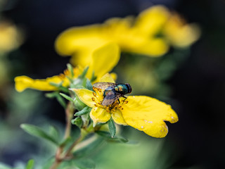 fly